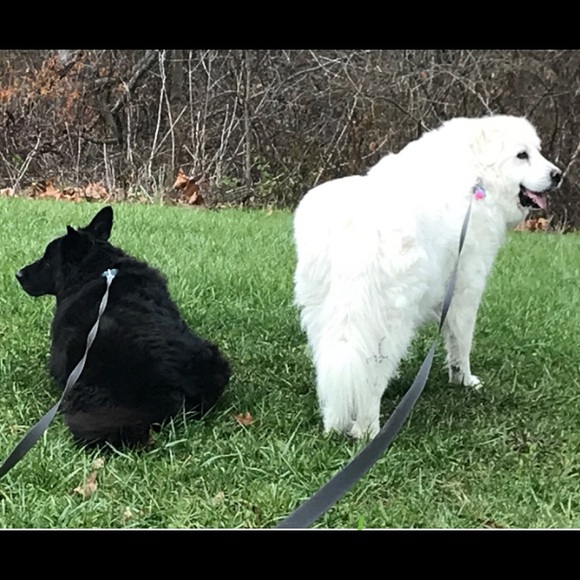 Meet your Posher, Tisha - Picture 3 of 4